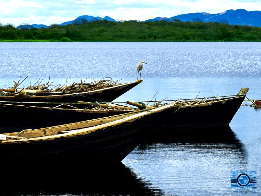 Canoas com Garça