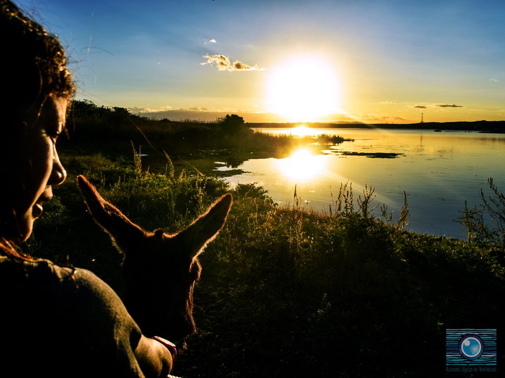 Jumentando ao por do sol